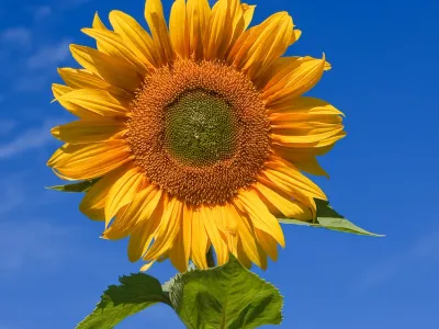 Image miniature helianthus annuus