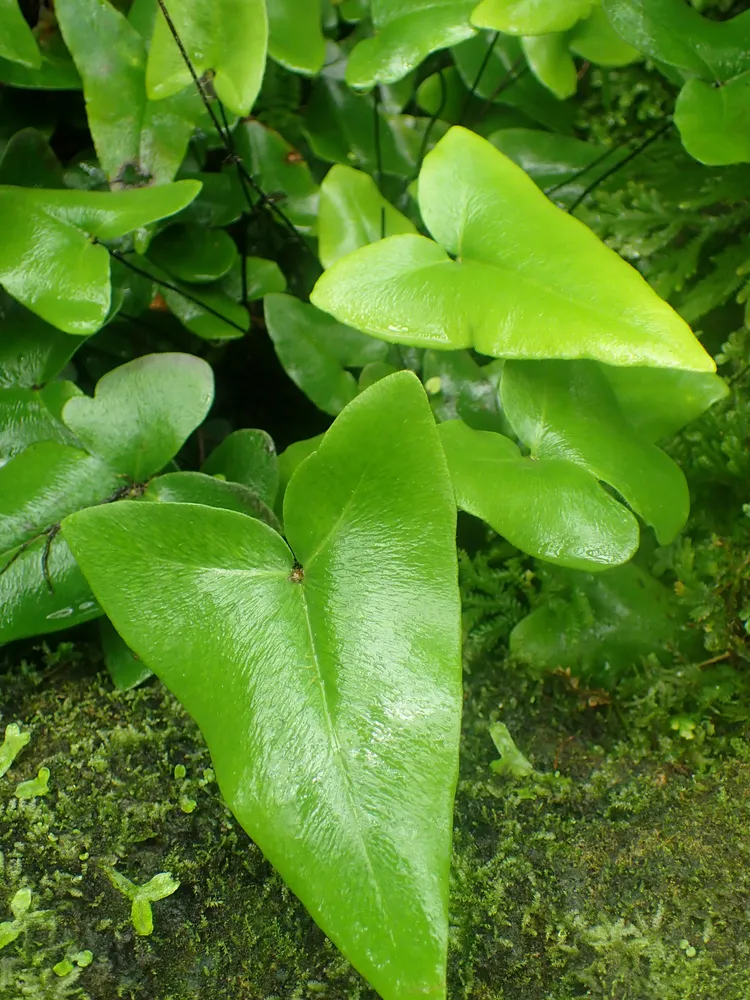 Plante hemionitis arifolia montrant ses caractéristiques typiques