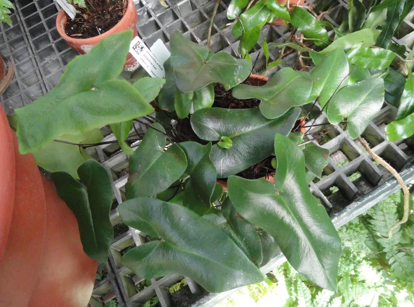 Plante hemionitis arifolia montrant ses caractéristiques typiques