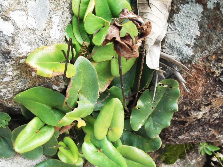 Plante hemionitis arifolia montrant ses caractéristiques typiques