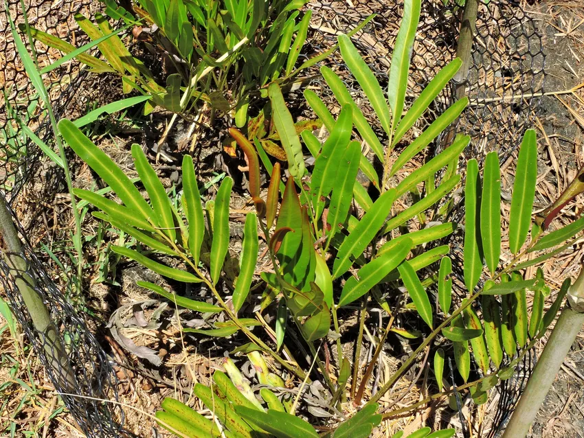 Plante hemionitis arifolia montrant ses caractéristiques typiques