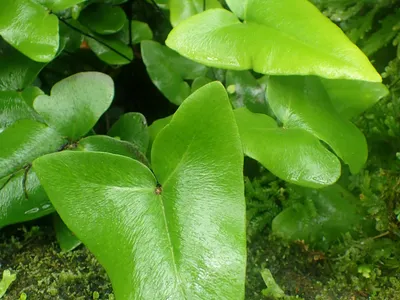 Image miniature hemionitis arifolia