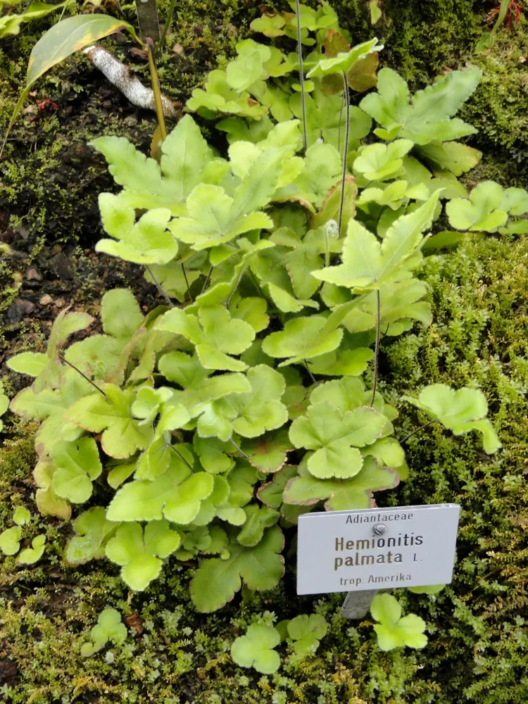 Plante hemionitis palmata montrant ses caractéristiques typiques