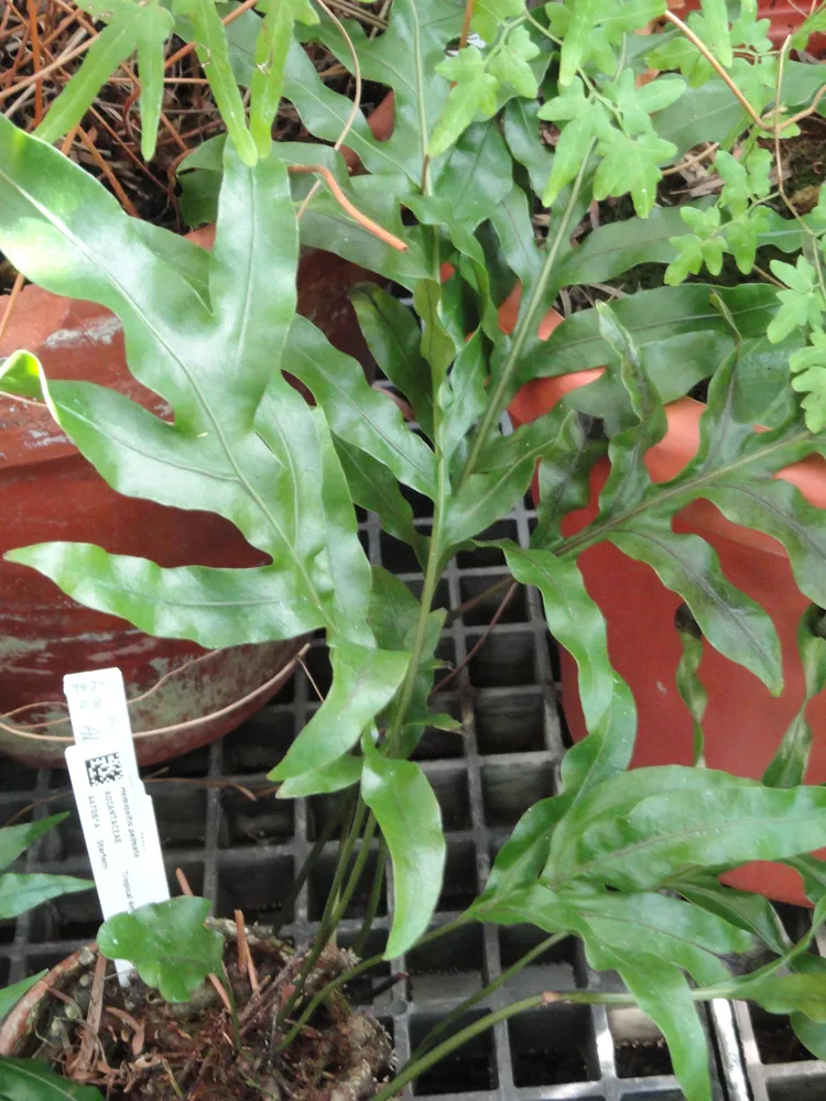Plante hemionitis palmata montrant ses caractéristiques typiques