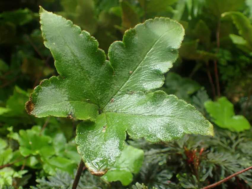 Plante hemionitis palmata montrant ses caractéristiques typiques
