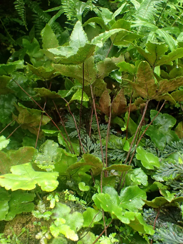 Plante hemionitis palmata montrant ses caractéristiques typiques