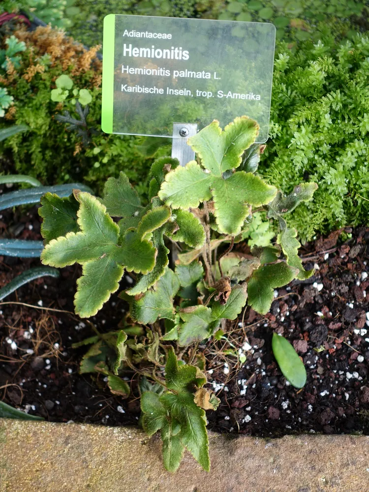 Plante hemionitis palmata montrant ses caractéristiques typiques
