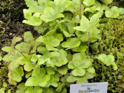 Image miniature hemionitis palmata