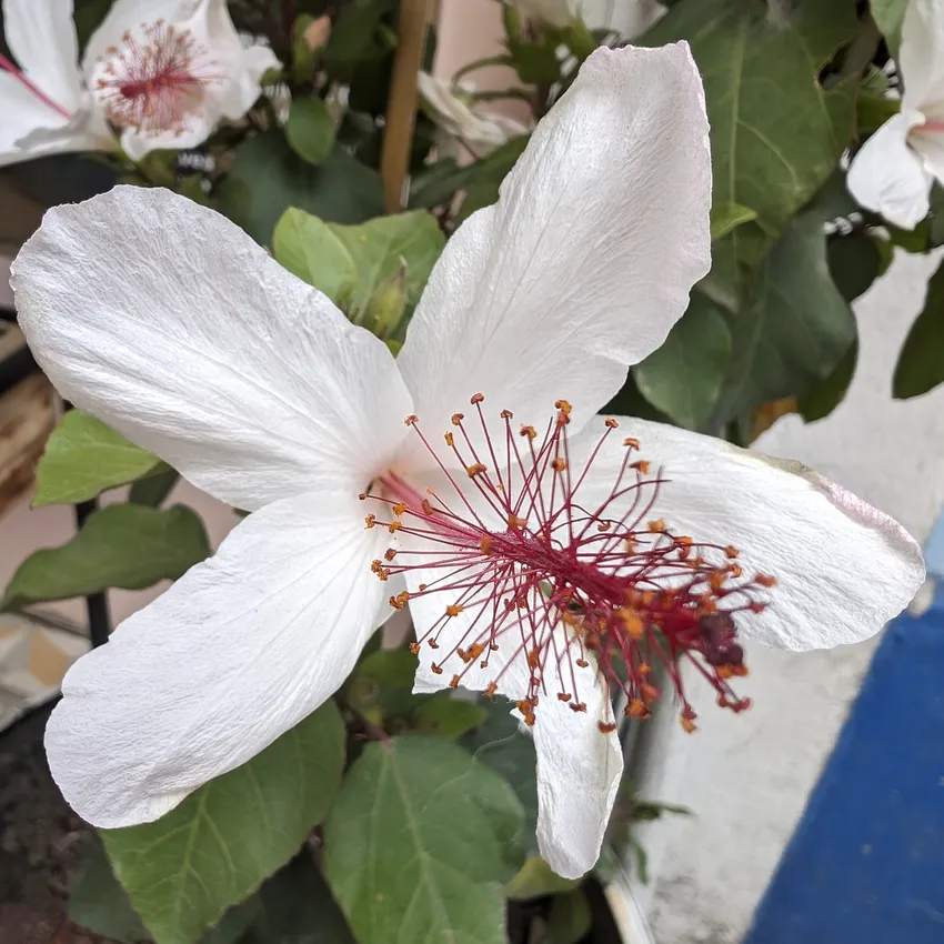 hibiscus arnottianus plant showing characteristic features