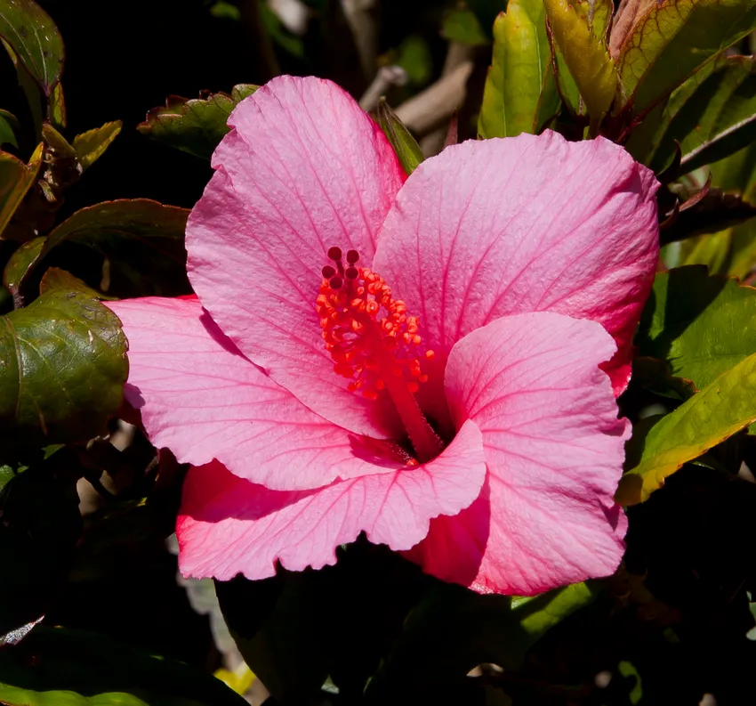 hibiscus rosa-sinensis plant showing characteristic features