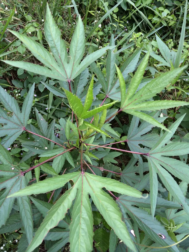 hibiscus sabdariffa plant showing characteristic features