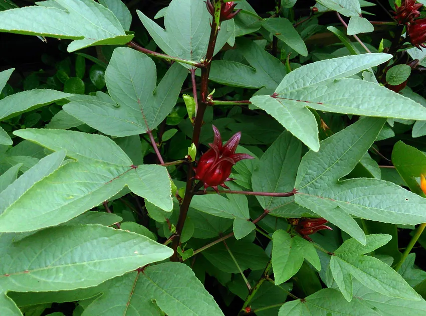 hibiscus sabdariffa plant showing characteristic features