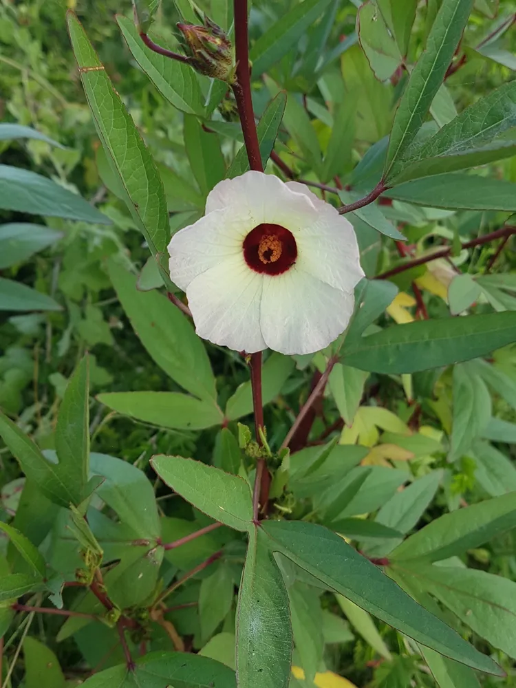 hibiscus sabdariffa plant showing characteristic features