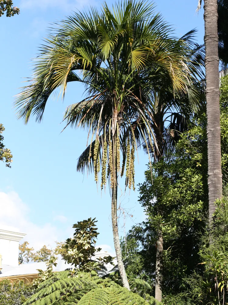 howea belmoreana plant showing characteristic features