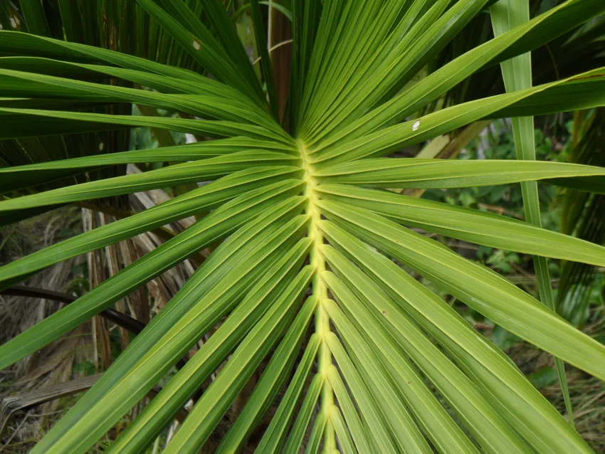 howea belmoreana plant showing characteristic features
