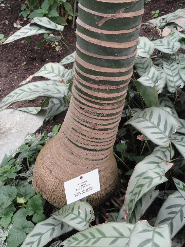 howea belmoreana plant showing characteristic features