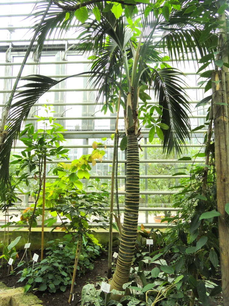 howea belmoreana plant showing characteristic features
