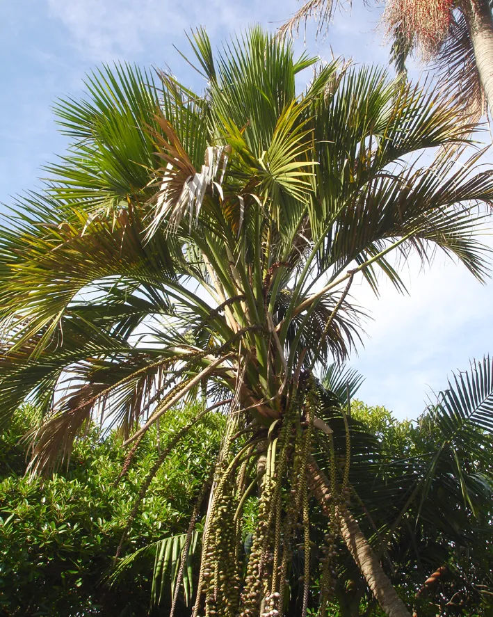 howea belmoreana plant showing characteristic features
