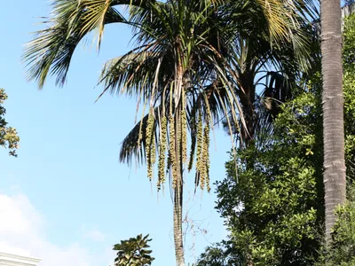 thumbnail howea belmoreana