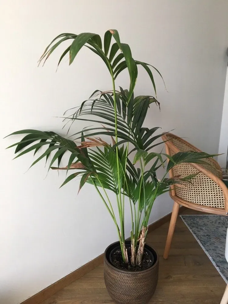 howea forsteriana plant showing characteristic features
