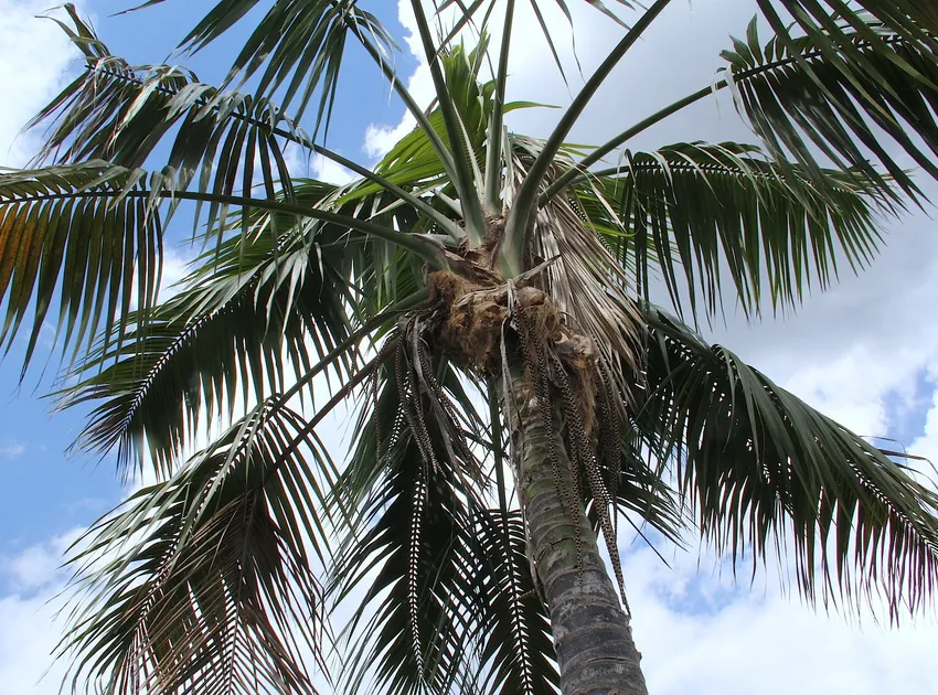 howea forsteriana plant showing characteristic features