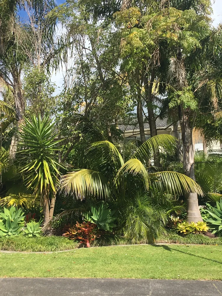 howea forsteriana plant showing characteristic features