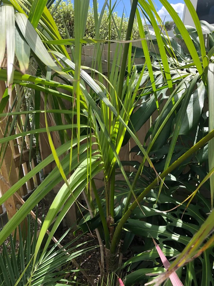 howea forsteriana plant showing characteristic features