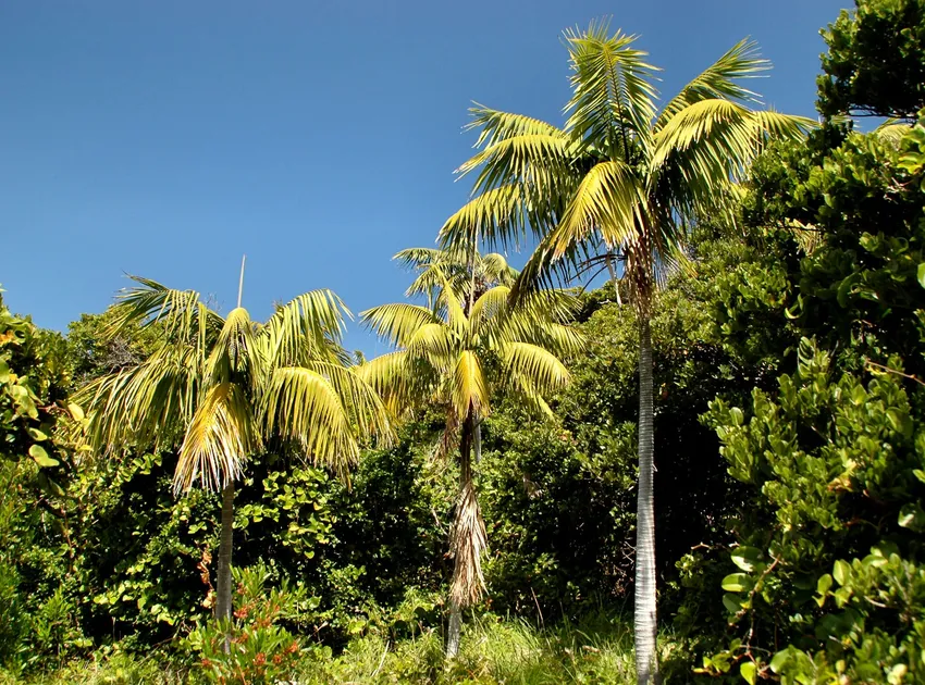 howea forsteriana plant showing characteristic features