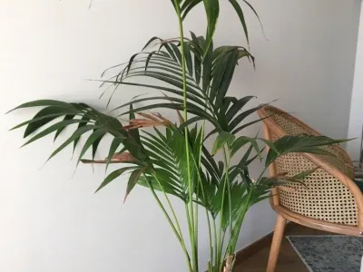 thumbnail howea forsteriana