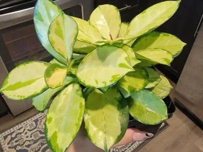 thumbnail hoya australis 'lisa'