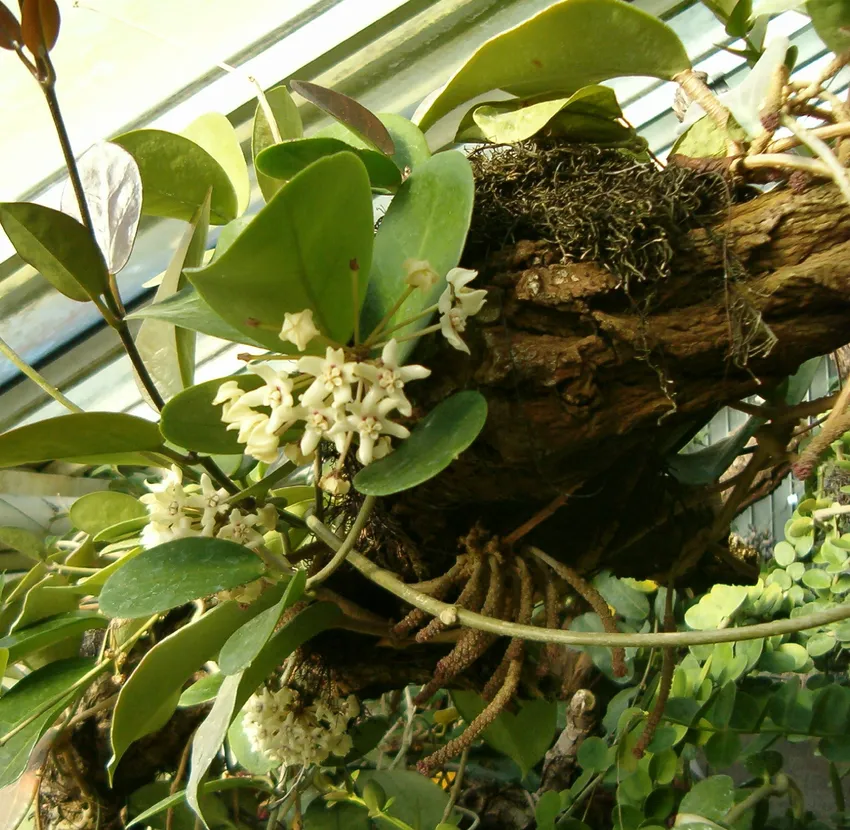 hoya australis plant showing characteristic features