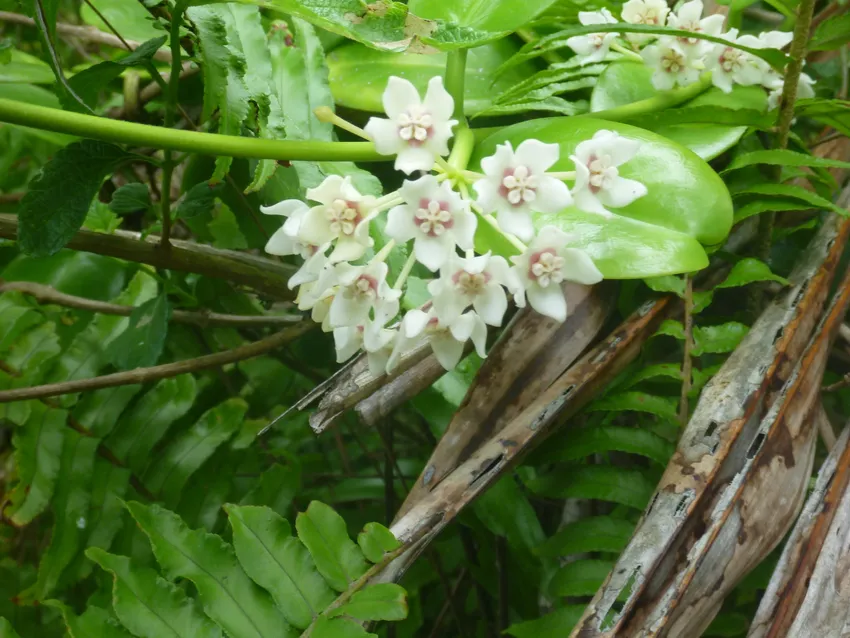 hoya australis plant showing characteristic features