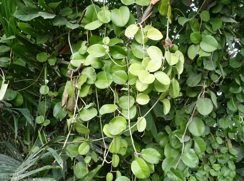 hoya australis plant showing characteristic features