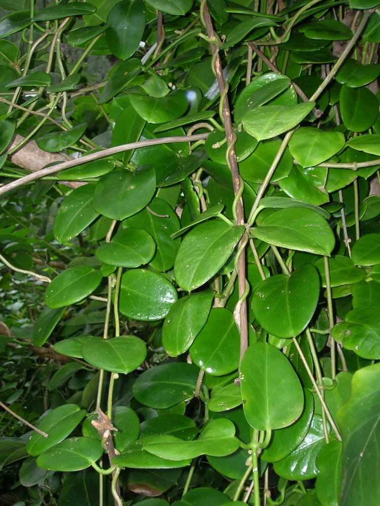 hoya australis plant showing characteristic features
