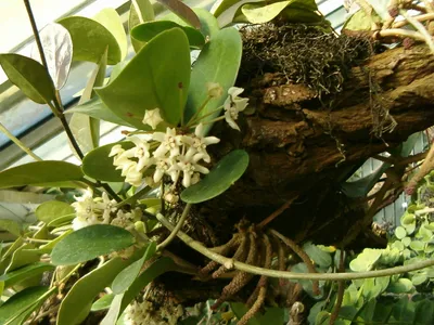 thumbnail hoya australis