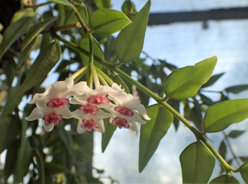 hoya bella plant showing characteristic features