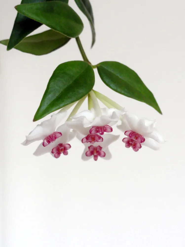 hoya bella plant showing characteristic features
