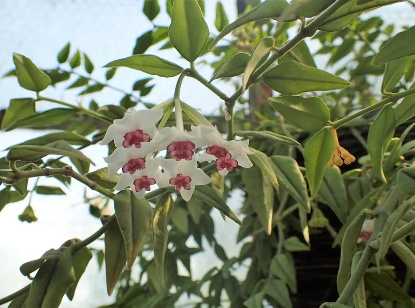 hoya bella plant showing characteristic features