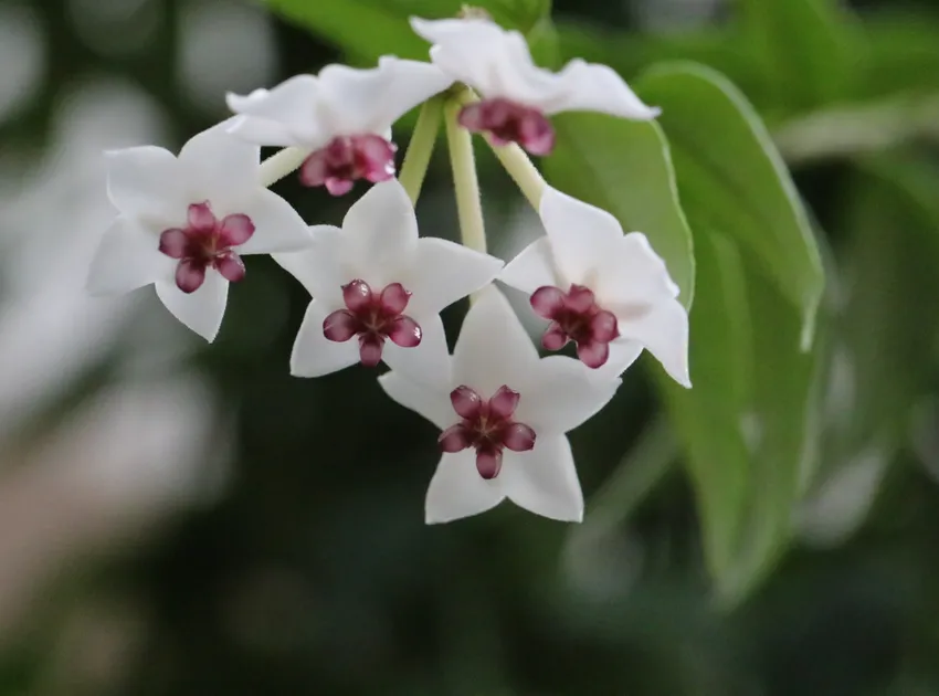 hoya bella plant showing characteristic features