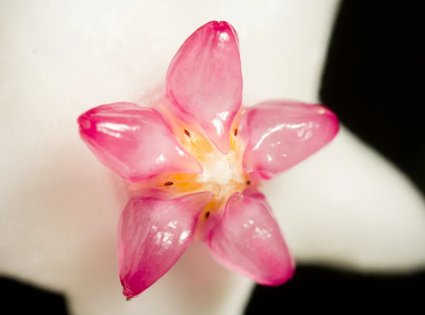 hoya bella plant showing characteristic features