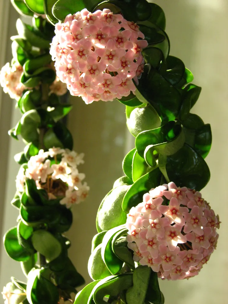 hoya compacta plant showing characteristic features