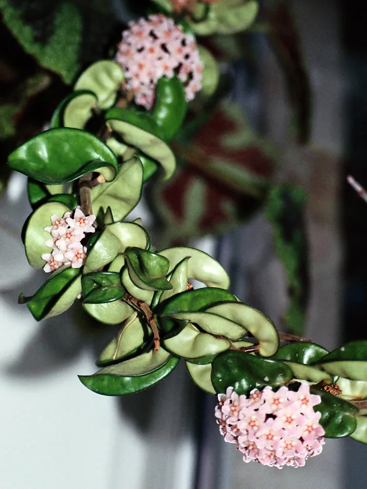 hoya compacta plant showing characteristic features