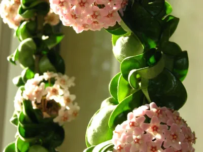 thumbnail hoya carnosa 'compacta'