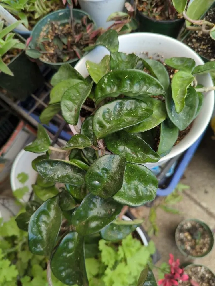 Plante hoya krinkle 8 montrant ses caractéristiques typiques