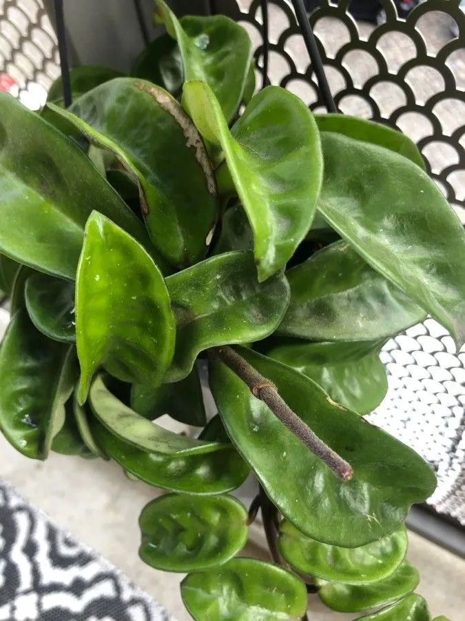 Plante hoya krinkle 8 montrant ses caractéristiques typiques