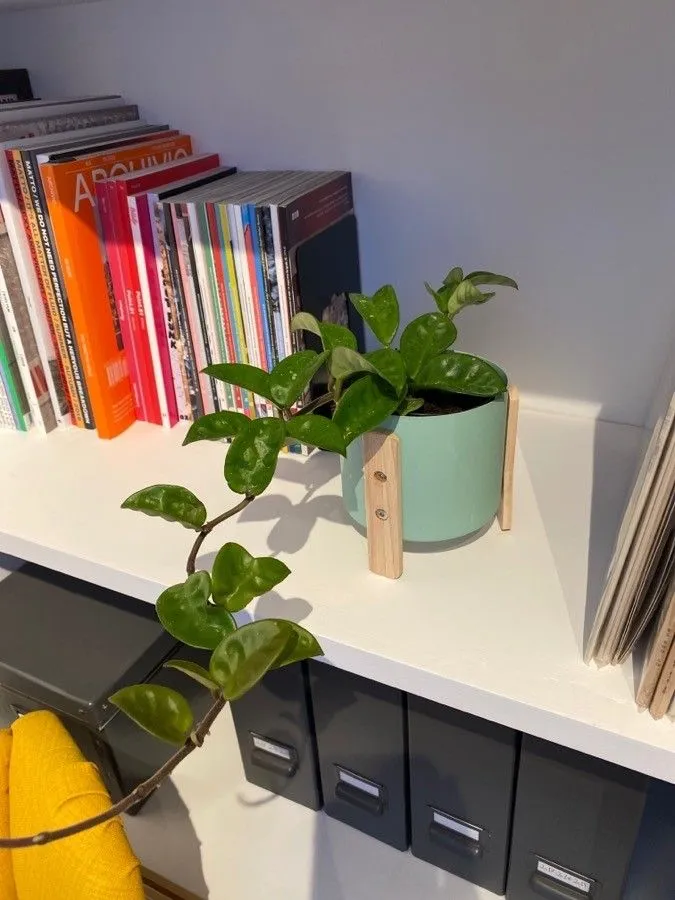 Plante hoya krinkle 8 montrant ses caractéristiques typiques