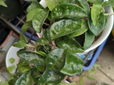 thumbnail hoya carnosa 'krinkle 8'