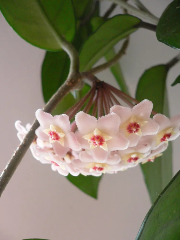 hoya carnosa plant showing characteristic features