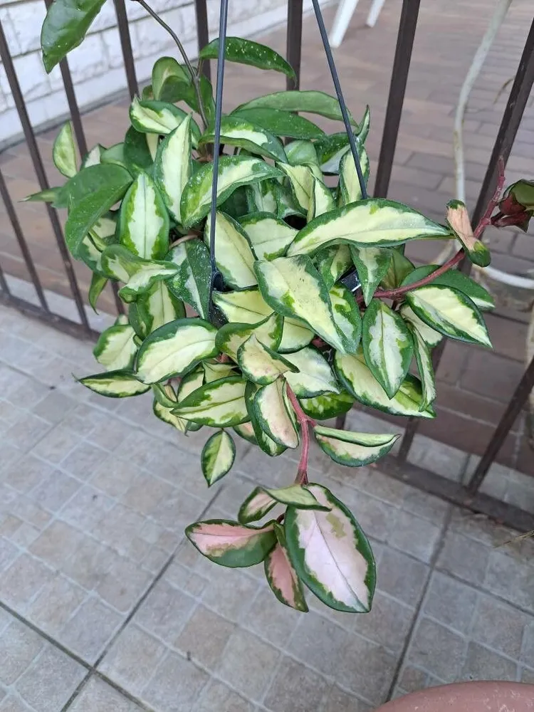 hoya rubra plant showing characteristic features