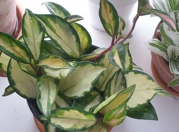 hoya rubra plant showing characteristic features